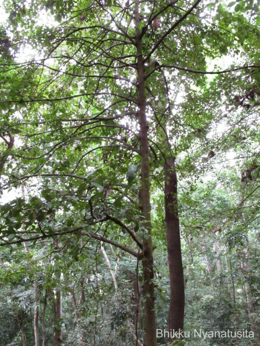 Garcinia cambogioides (Murray) Headland